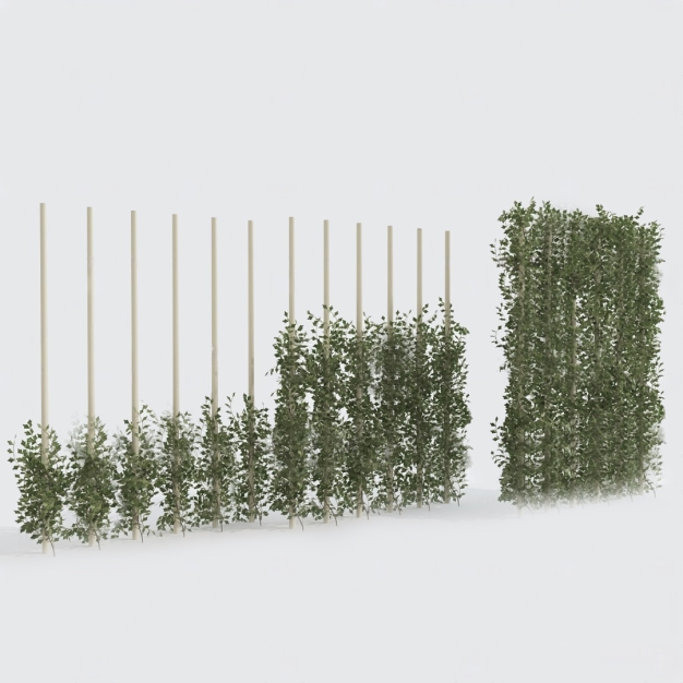 植物藤蔓3D模型